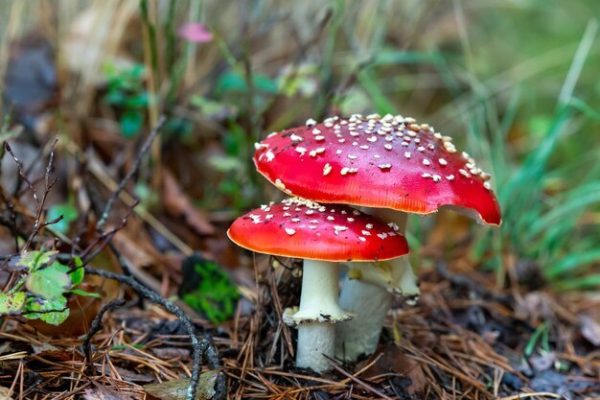Finding Magic Mushrooms