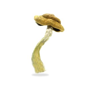 buy Amazonian Magic Mushrooms online in Las