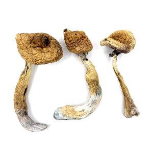 Golden Teacher Magic Mushrooms