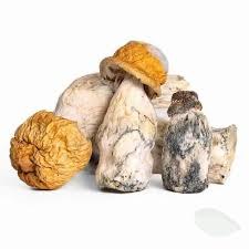 Buy Penis Envy Mushrooms Online