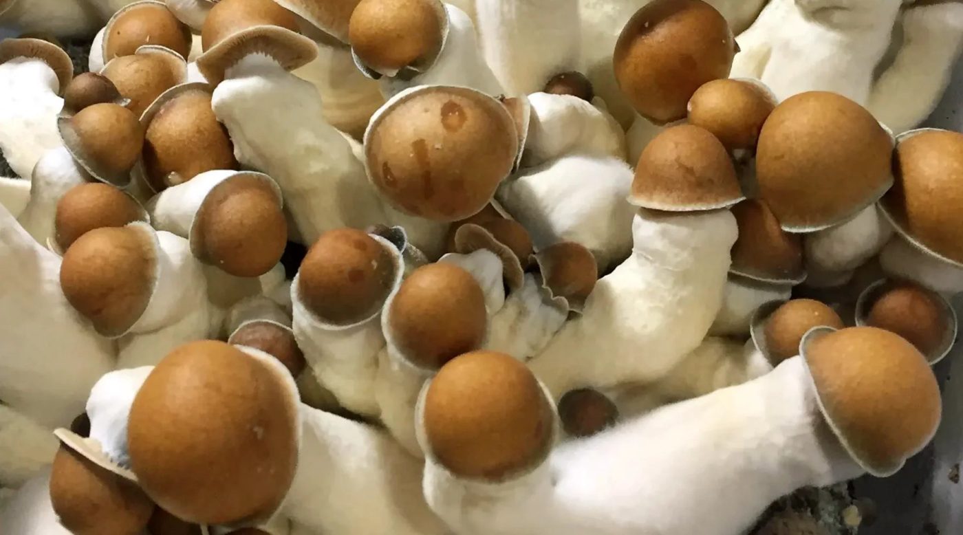 Penis Envy Psylocybin Mushrooms Available in Las Vegas Nevada