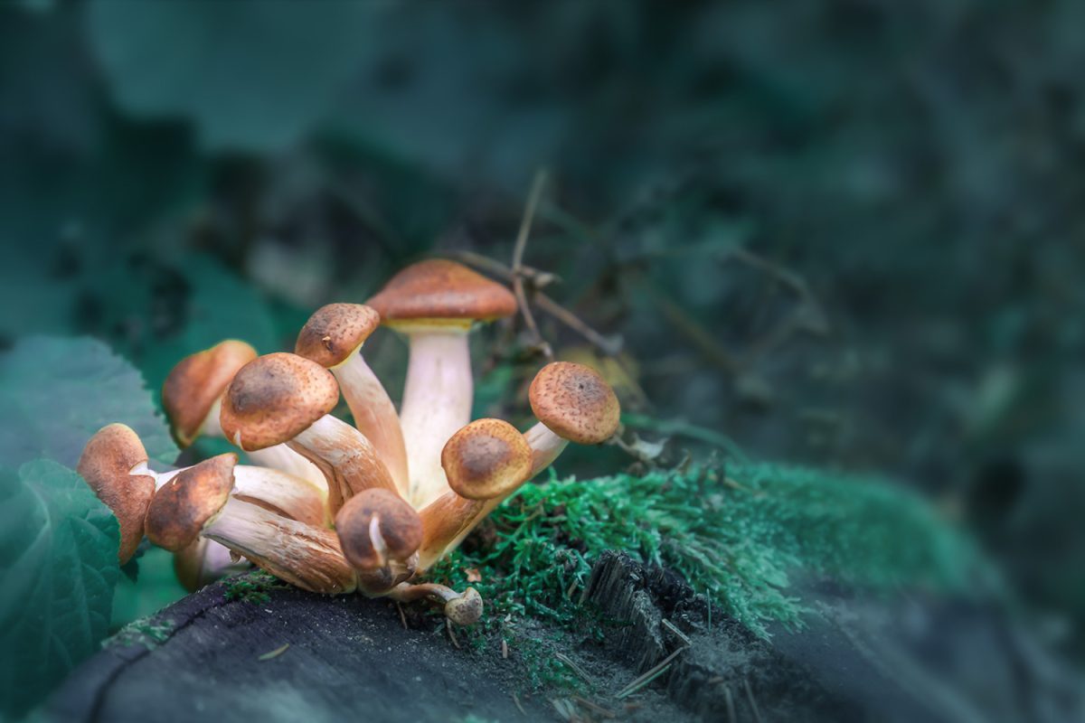 Effects of Psilocybin Mushrooms: A Deep Dive into Their Benefits, Risks, and the Future of Psychedelic Therapy