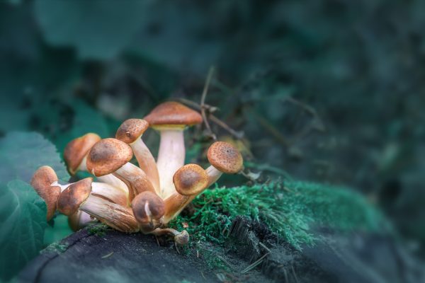 Effects of Psilocybin Mushrooms: A Deep Dive into Their Benefits, Risks, and the Future of Psychedelic Therapy
