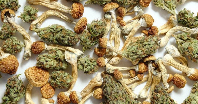 Where to Buy Shrooms in Las Vegas